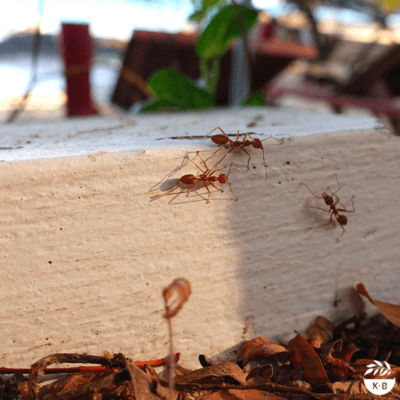 Keeping ants outside – naturally